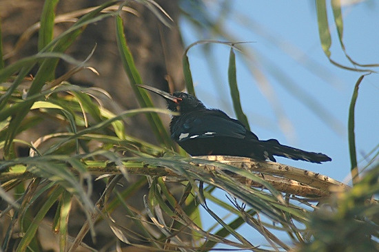 Green Wood Hoopoe.JPG